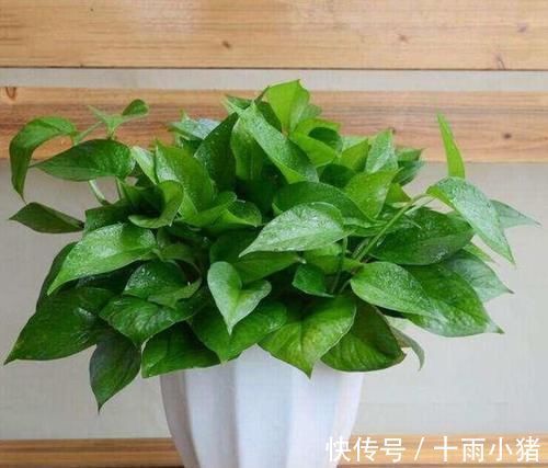 长势|用大蒜养花,长得快不烂根、20年不长虫叶子绿油油!花开长势旺盛