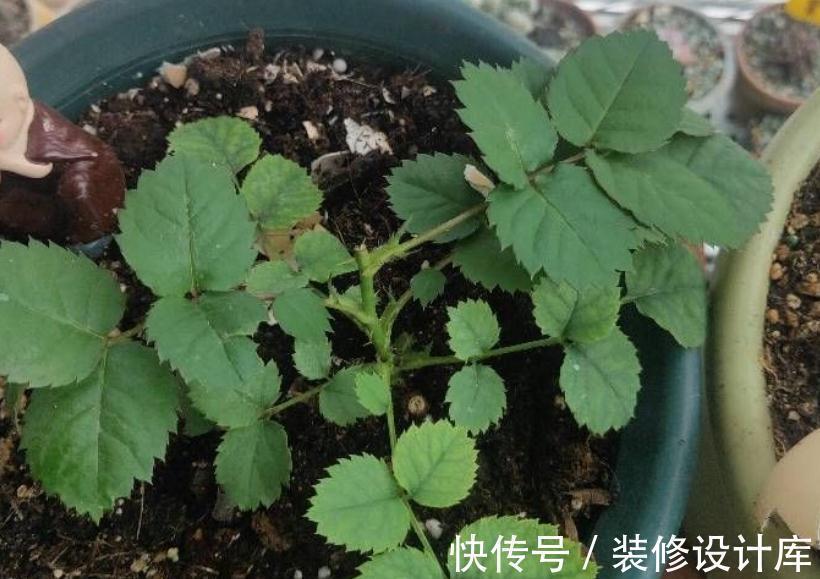 养花“法宝”松针该怎么用?单独使,加工后用,谨记这些准没错