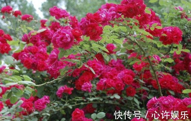 我国“极品”香花,花开200天不落,少抽两包烟,也要种2棵