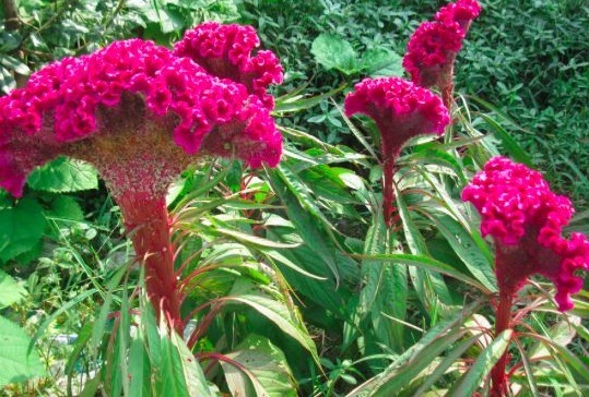 卵白质|女人40老得快，多吃以下野菜，清肝明目、美白滋养肌肤、调经