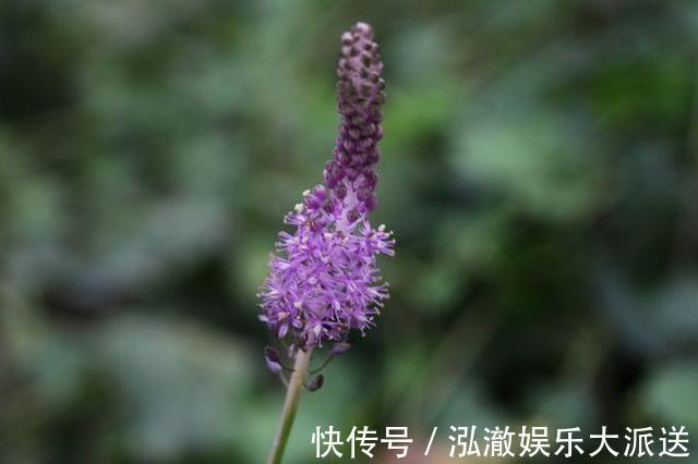 植物|这野草看着像大蒜，其实价值更高，野生的不多见，人称“绵枣”