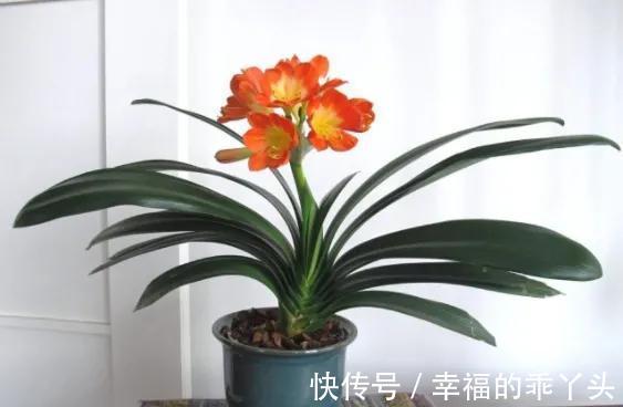 君子兰难养，原因是什么，怎么解决