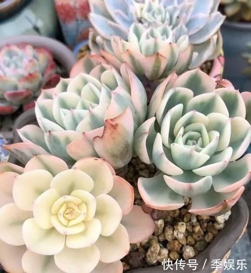 多肉摆满了阳台,1盆都放不下了,赶紧处理掉,多肉多了也头疼