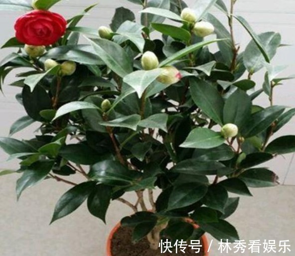 爆盆|栀子花、茶花不会养教你一招,轻松养“爆盆”,看完秒懂