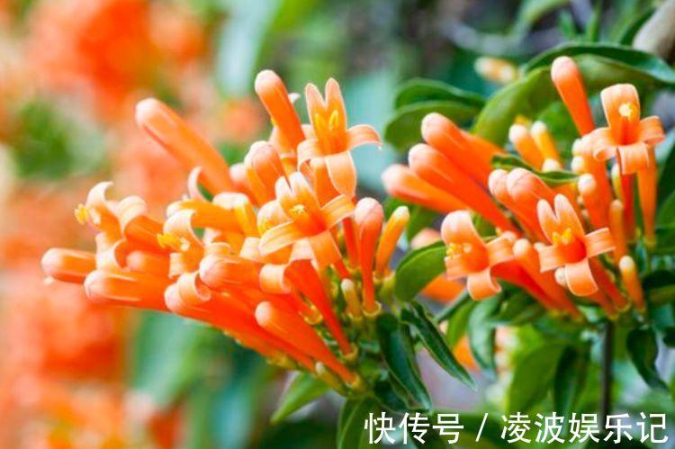 4种花很漂亮,好养易活能爆盆,比牡丹美,比绿萝好养