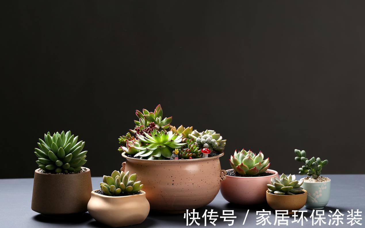 养多肉,别小看浇水,注意方法和对象,盆栽才不出问题