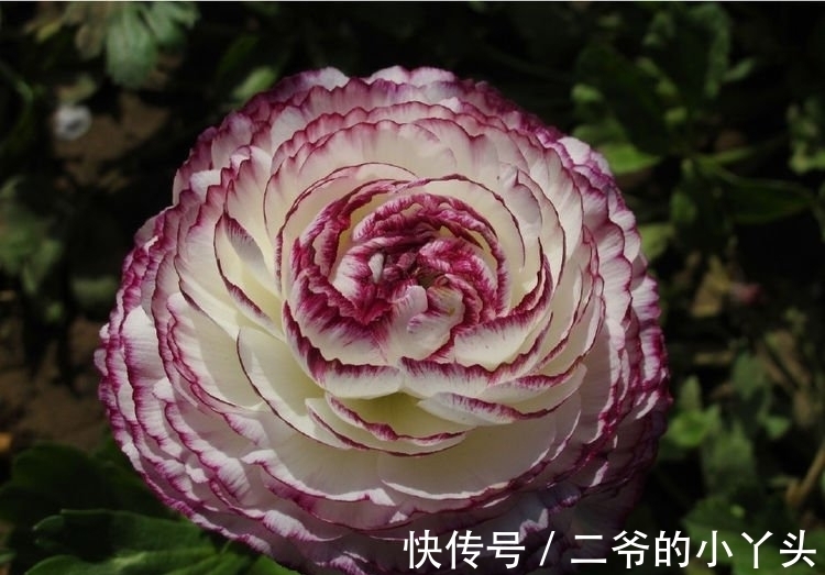 凤仙花|庭院选这几款花,花姿妖娆,花开美观又大气,花色艳丽灿烂无双