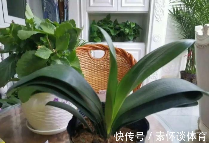 枯黄|家里有此7种花,少浇水不能晒,天热要休眠早看早知道