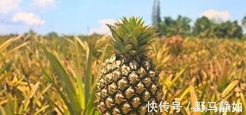 巴旦木|凤梨vs菠萝、樱桃vs车厘子、杏仁vs巴旦木这些食物是什么关系