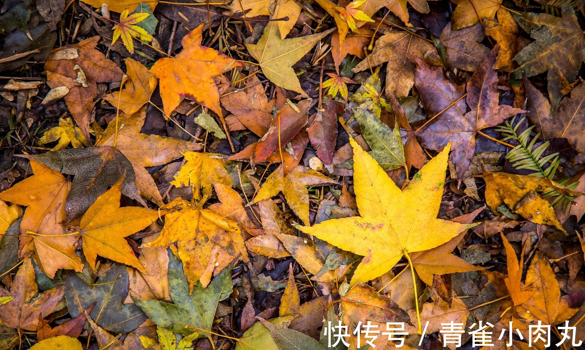 晓东&原创诗词27首，晓东点评，推荐学习4首