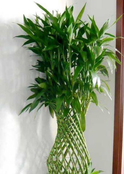 现在就养3种花,好养招财又旺人,人旺事业顺,财源滚滚!