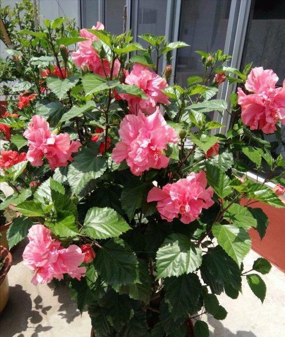 高温40度，6种花“尽情晒”，越晒越开花，密密匝匝一大盆，漂亮