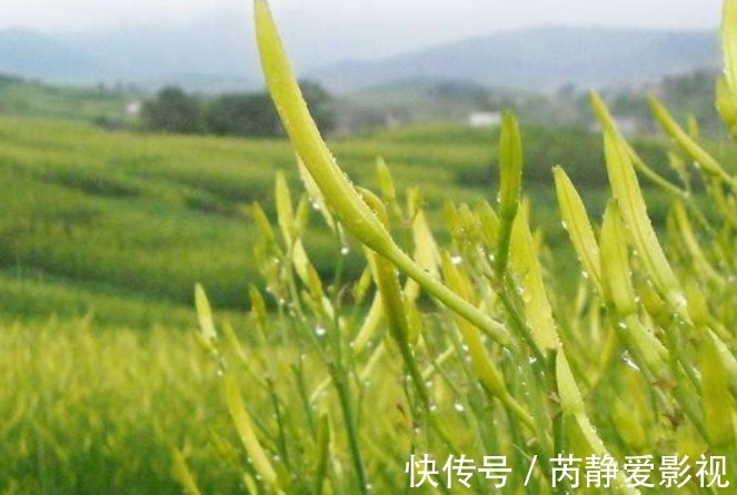 菜花|种植黄花菜,强身健体,掌握四点,种出健康营养的黄花菜来