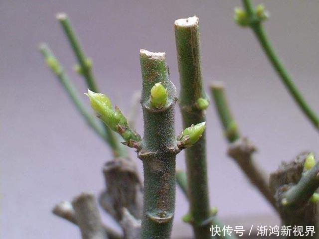 大爷养茉莉花20年,身高2米花满枝头,请教过后才知他是这么养的