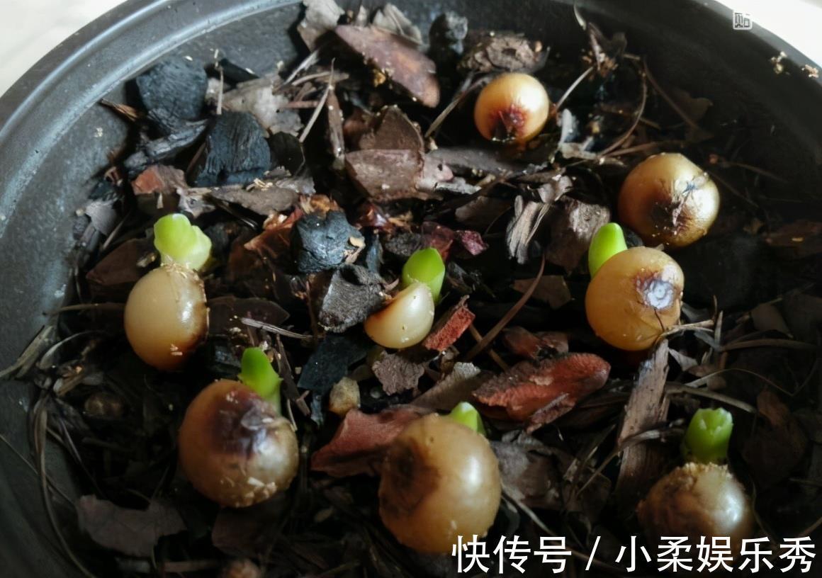授粉|“掐准”时间养君子兰，花期延长20天，花箭猛窜，花枝泛滥