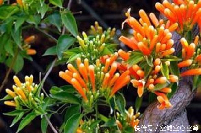 炮仗花,花开像炮仗,掌握盆栽造型技巧,轻松开爆盆