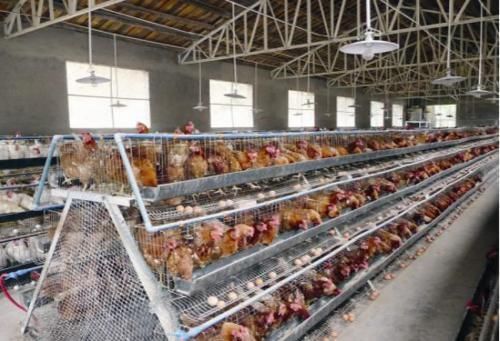 来看|终于知道,超市和菜市场的“冷冻鸡腿”从哪里来看完受益一辈子