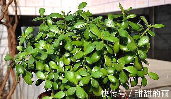 家庭养玉树,修剪讲究“时间”,才能枝繁叶茂,变成美盆景