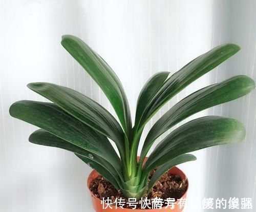 养君子兰一点也不难，但不能乱养，只需掌握四点就足够了