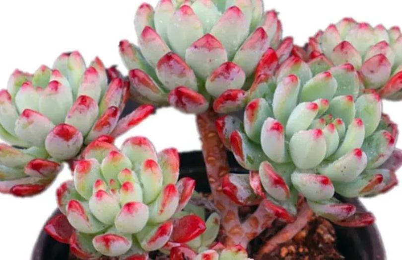 4种多肉爱爆侧芽，养成手捧花，美得不要不要的