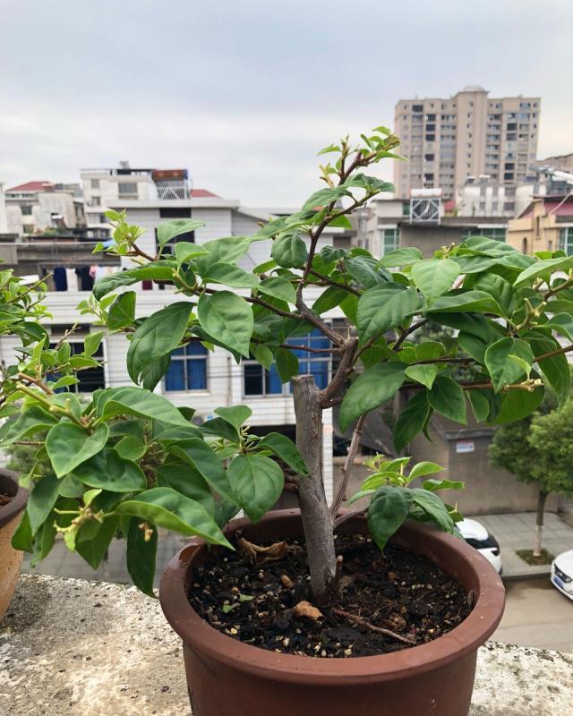 三角梅养不好？3种肥料不能少，一种促花，一种绿叶，一种壮根