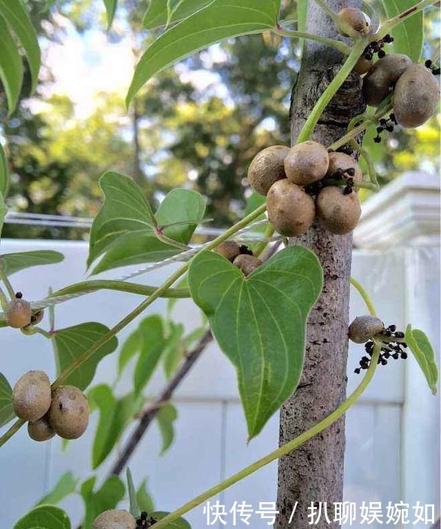 吃剩的山药头别丢,埋到阳台花盆里,观叶又能吃豆