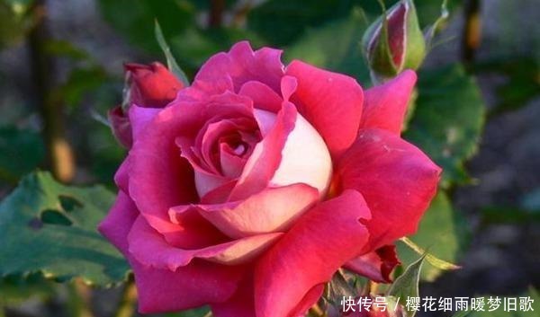 医生|月季马萨德医生,颜色鲜艳,多头开花,非常优秀的月季品种