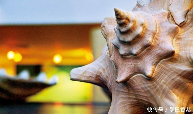 贝类|美国马特乌贝壳博物馆：200多万枚贝壳汇聚的贝壳世界！