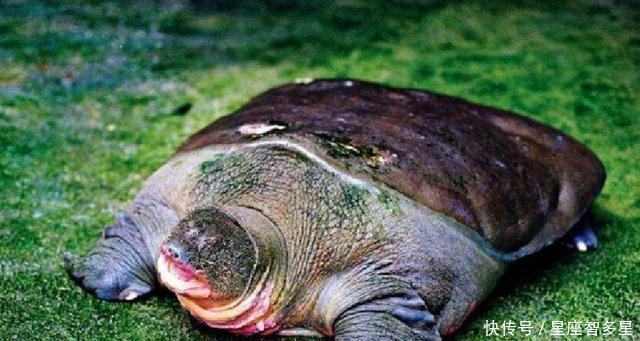 军队|越南巨鳖活几个世纪,死后被当国宝祥瑞,曾帮忙打败明朝军队