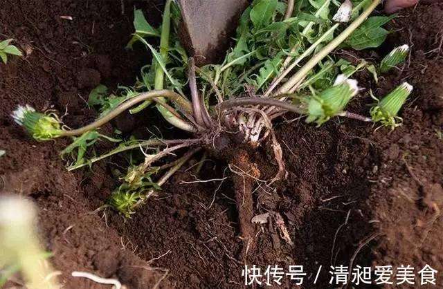 蒲公英|蒲公英泡水喝,药用价值大,那么很多人就会问:可以天天喝吗?