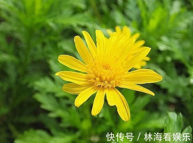 金露花|喜欢菊花，就养盆“精品菊花”情人菊，似娇艳情人，芳香四溢