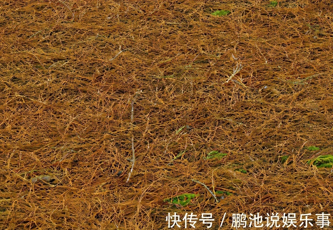 花肥|野外随便捡回家的松针,需要经过哪些“加工”才能养花补肥?
