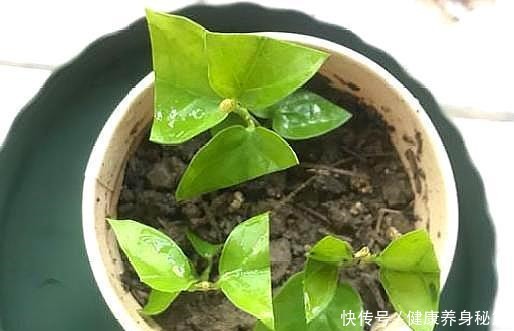 茉莉花|新手扦插茉莉花，用个“大油桶”，7天就生根，成活率100%！