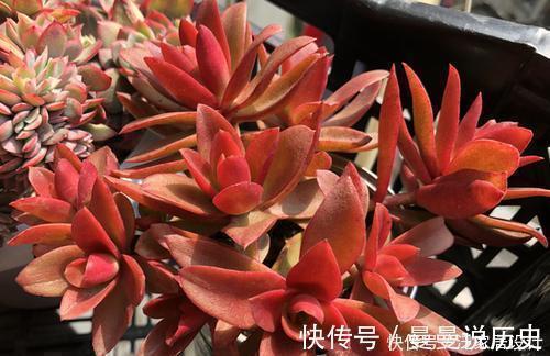 花匠|老花匠养多肉7年，总结出4个耐热耐晒品种，安全度夏适合新手