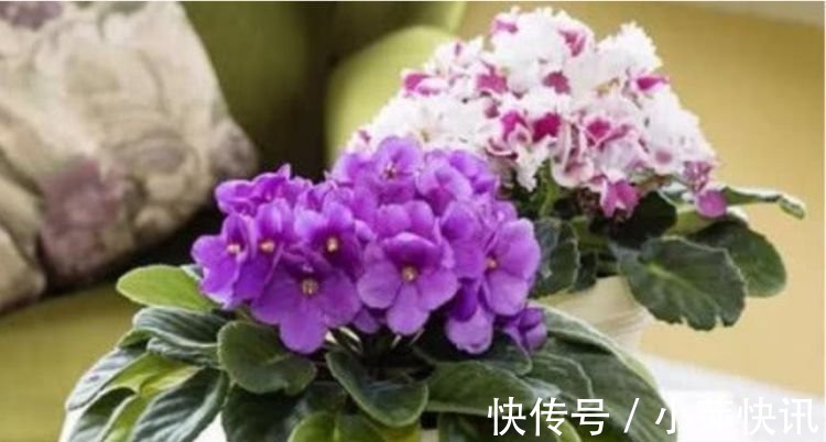 阳台|几种花,开花漂亮又好养,堪称是“开花机器”,养在阳台极美了