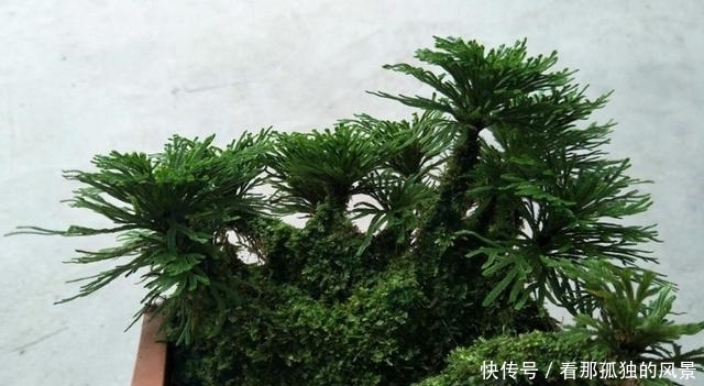 这种生在“石头缝”里的野草,挖两棵回家,一年能增值不少!