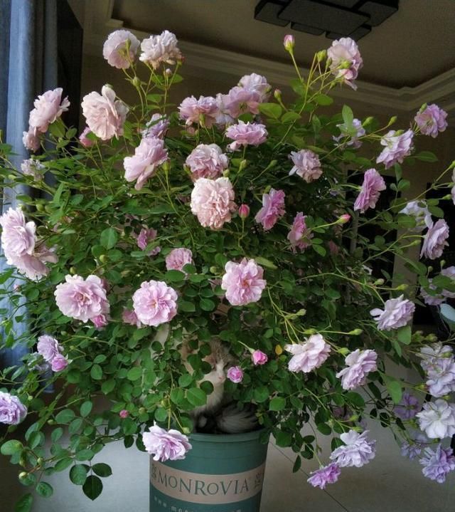 好看|这种花,一年至少“3季花”,花量大,人称开花机器,好看又好养