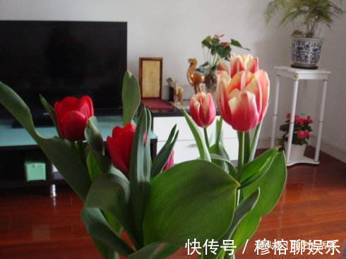 鲜艳|客厅养花,懂行的人会避开4种花不养,看看你家养了哪几种