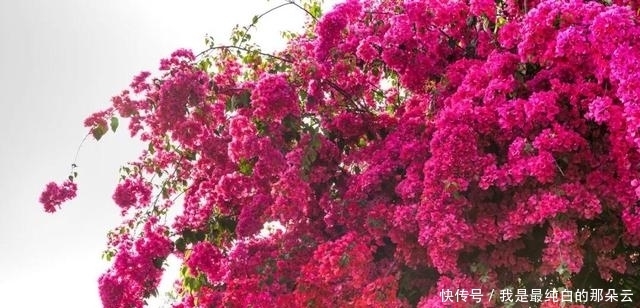 叶片|三角梅开败了?狠狠心,用3个“高招”,挤满新枝芽,又爆二茬花