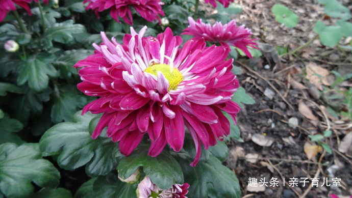 喜欢养菊,那就养“传统名菊”苍海狂龙,花型朴素大方,金黄艳丽