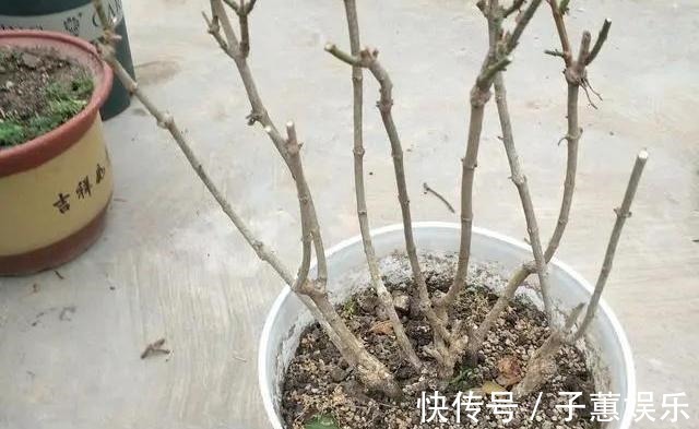 修剪|茉莉花的修剪工作分成3个阶段,掌握好修剪技巧,花开满枝头
