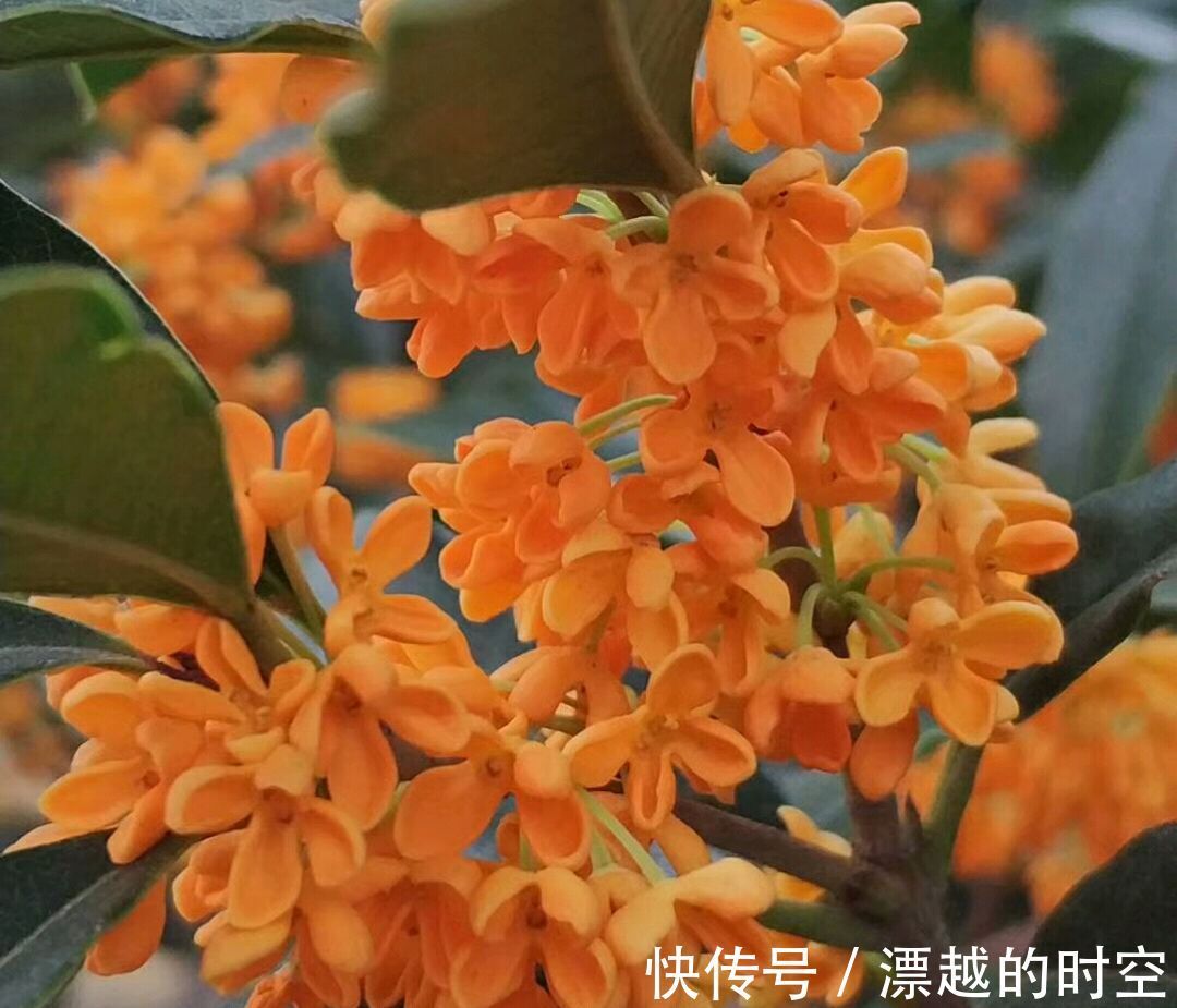 花苞|含苞待放的桂花小心秋老虎，做到2点，9月开花爆盆，满树桂花香