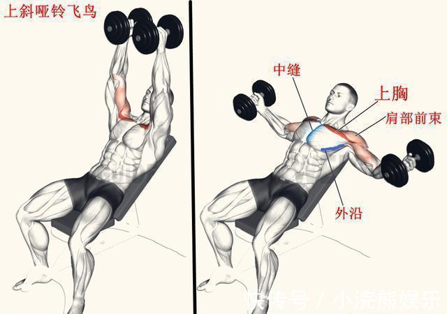 动作|上斜卧推末尾,加入1个哑铃飞鸟动作,更有效刺激上胸肌肉