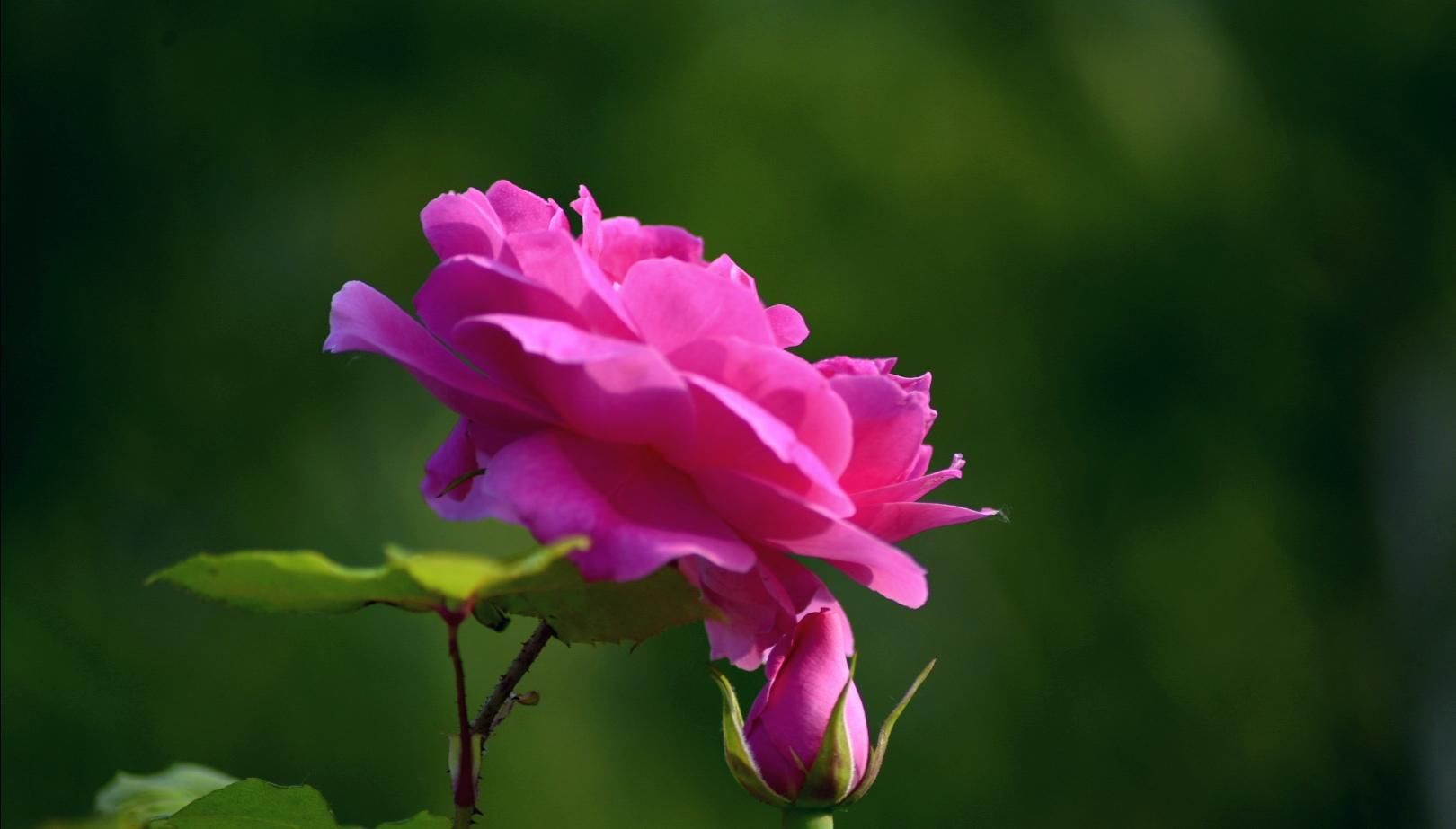 月季|樱花退去月季来，“花堤柳岸”花盛开（一）