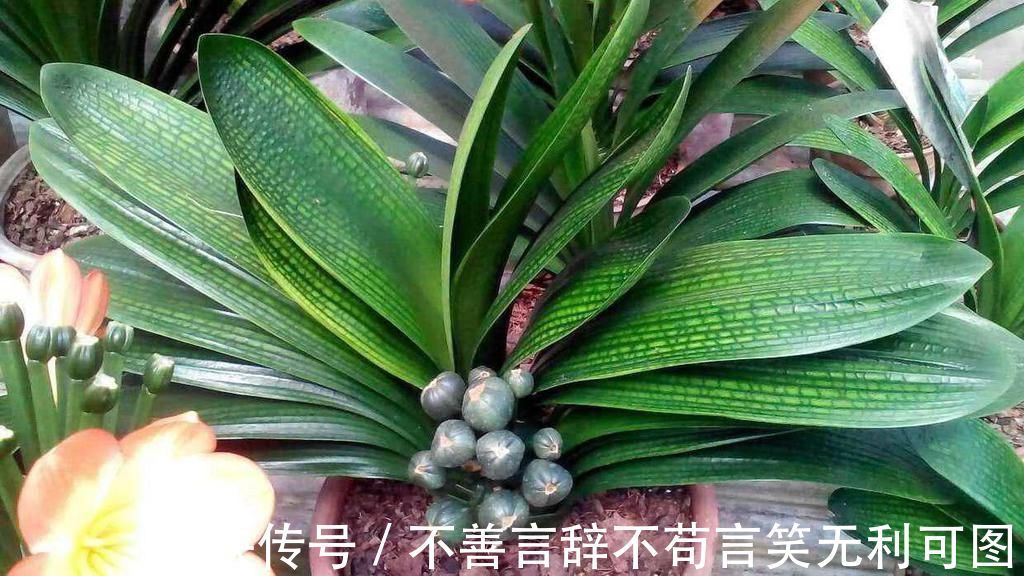 植株|怎么养君子兰最正确？新手先避开这5大雷区，养好根开出美丽的花
