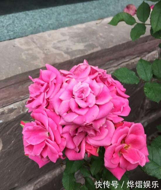 扦插|月季扦插不“生根”,什么步骤错了4步正确步骤详解,为你解惑