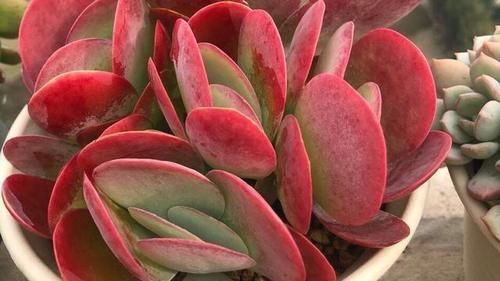 锦晃星|如果有露养的条件,别错过这5款多肉,出了状态红似火漂亮极了