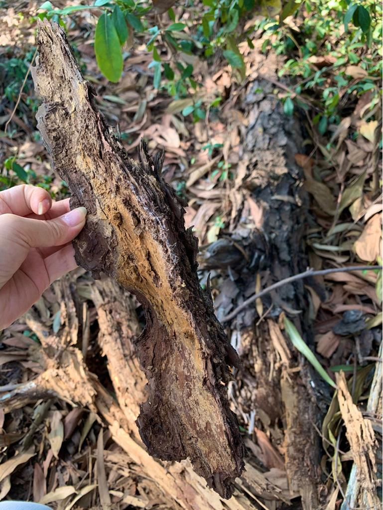 野外溜一圈，植料不要钱，掺到土里透气效果超好