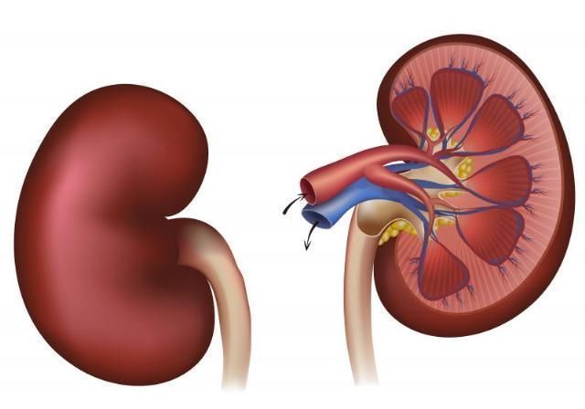 腎是寶中寶,腎好身體好5種養(yǎng)腎食物,建議多吃點