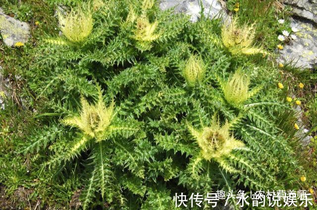 作用|农民不识货,把抗衰老的”特效药“当做野草